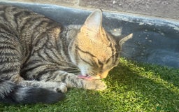 British Longhair cats for sale: Rocky 10 month old kitten - Image 4
