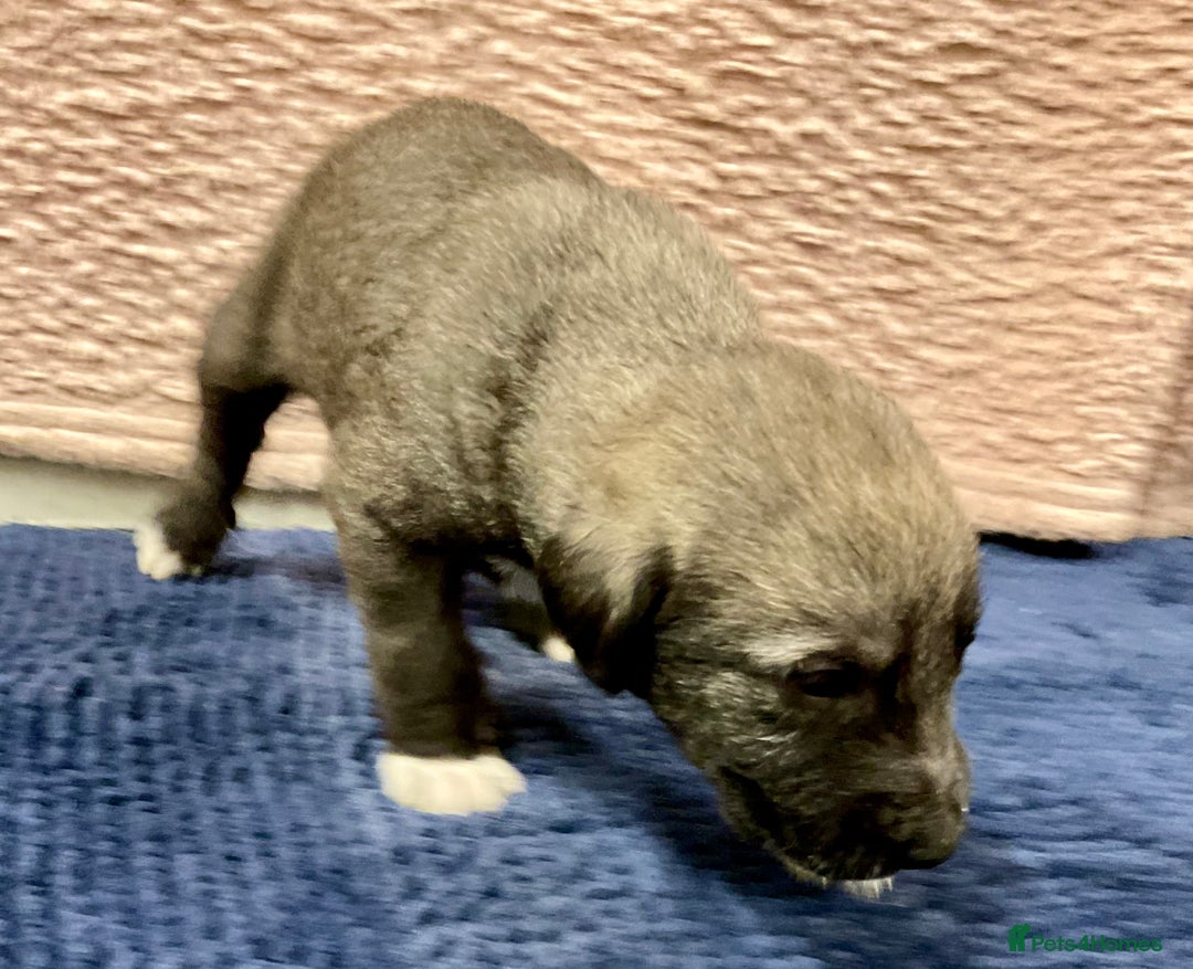 Mixed Breed dogs for sale: WOLFADOODLE F1B REVERSE. IRISH WOLFHOUND X  - Advert 23