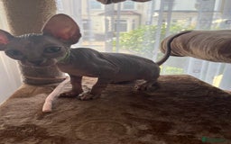 Sphynx cats for sale: 5 Playful & Affectionate Sphynx Kittens - Image 7