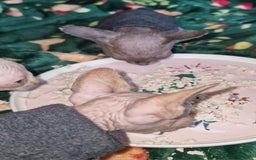 Sphynx cats for sale: Gorgeous Canadian Sphynx kittens - Image 22