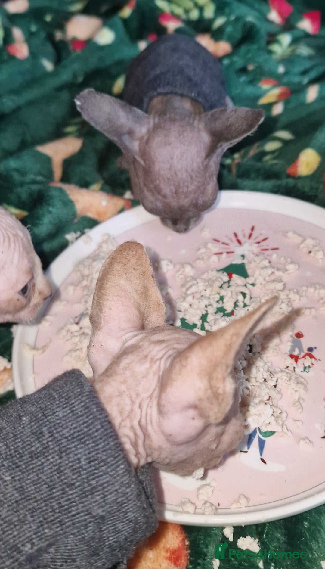 Sphynx cats for sale: Gorgeous Canadian Sphynx kittens - Image 22