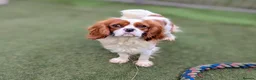 Cavalier King Charles Spaniel dogs for sale: 2 Stunning Boys available  - Advert 2