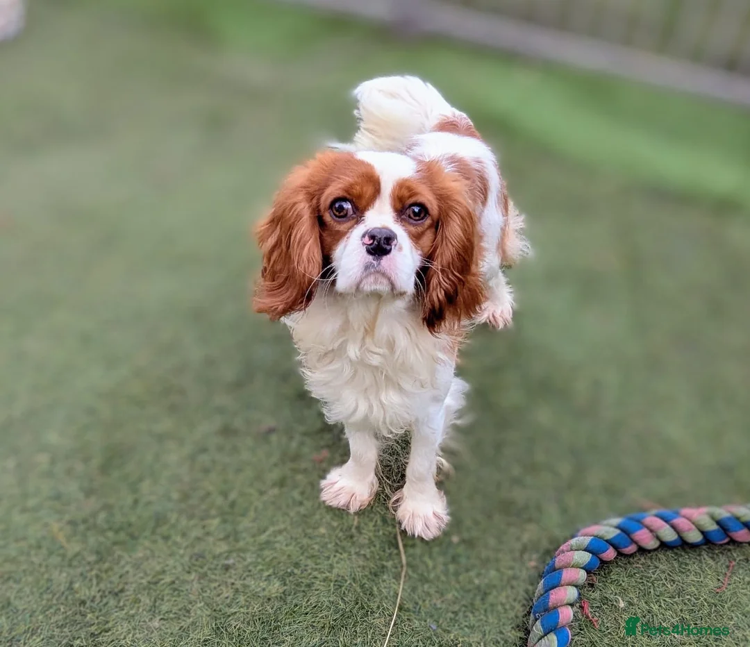 Cavalier King Charles Spaniel dogs for sale: 2 Stunning Boys available  - Advert 2