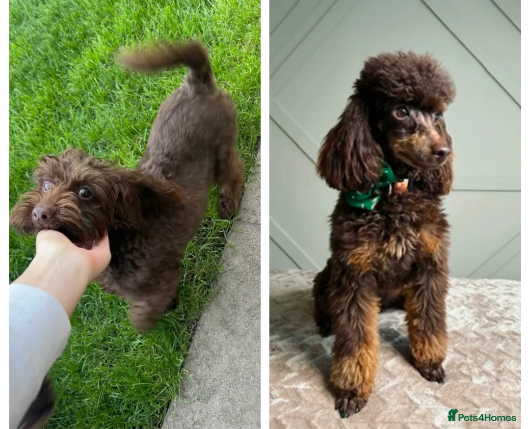 Maltipoo dogs for sale: Chocolate & tan Maltipoos (TOY!) - Advert 3