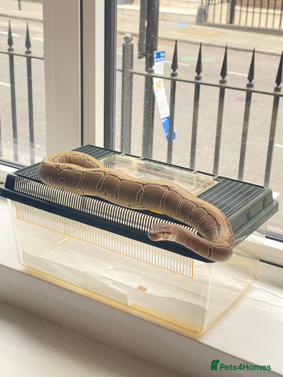 Python Snake reptiles for sale: Pinstripe Royal Python 100% Het Pied w/Full Setup - Advert 8