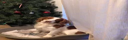 Cocker Spaniel dogs for sale: Henry - Loving family dog - Advert 3