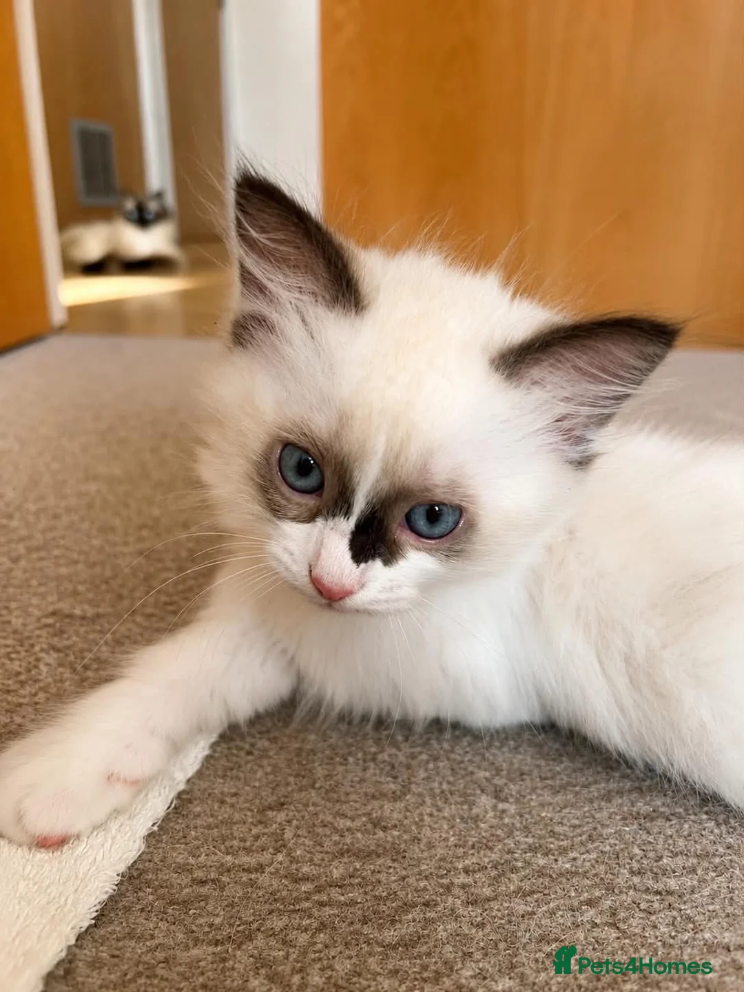 Ragdoll cats for sale: Ragdoll Kitten, Avalable Now - Male - Advert 2