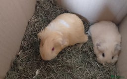 Guinea Pig rodents for sale: Beautiful cream cornet cross boy guinea pigs - Image 4