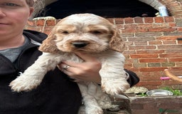 Cocker Spaniel dogs for sale: Cocker spaniel puppies  - Image 3