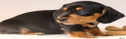 Miniature Dachshund dogs for sale: 5*Licensed+KC+PRAclear+VETchecked+Chocolate&Cream - Advert 14