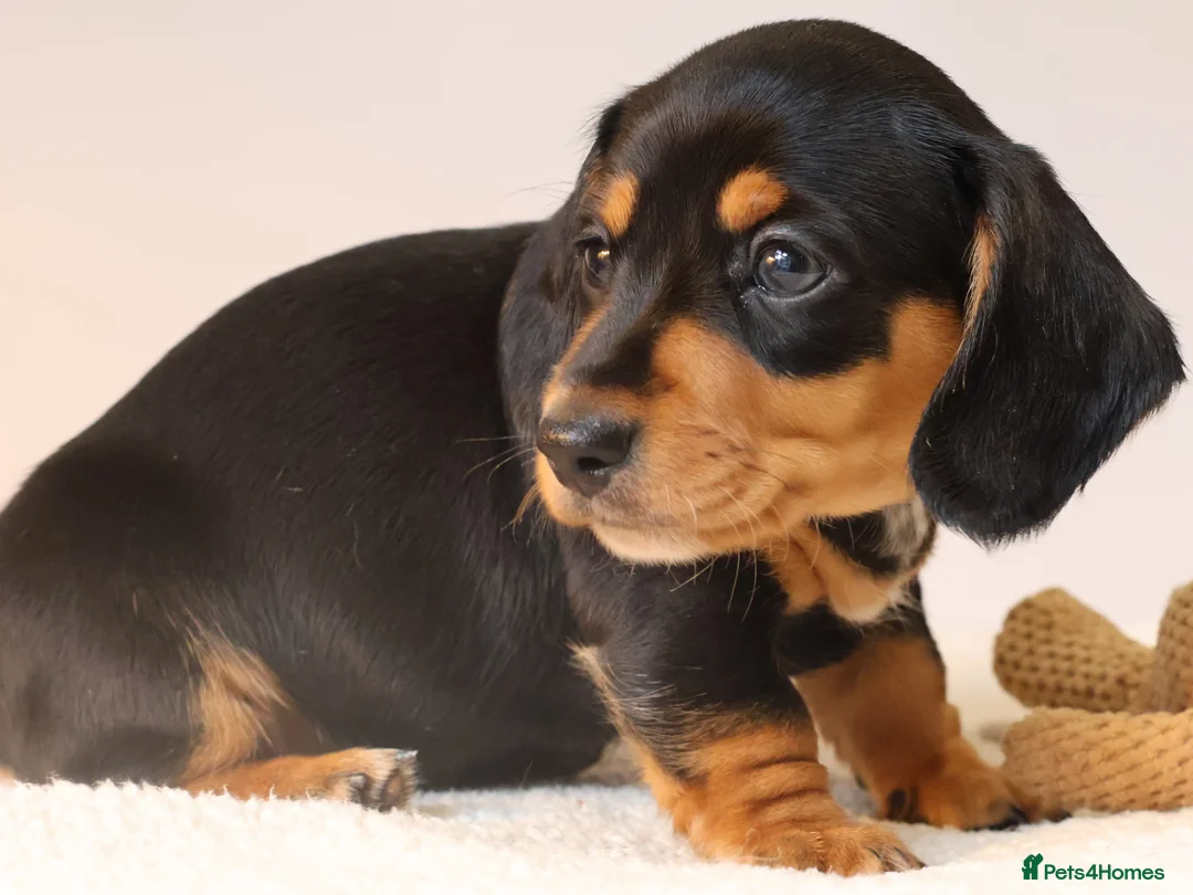 Miniature Dachshund dogs for sale: 5*Licensed+KC+PRAclear+VETchecked+Chocolate&Cream - Advert 14