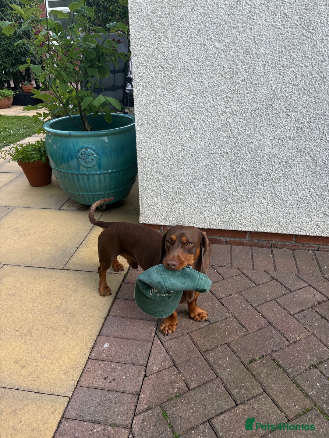 Mixed Breed dogs for stud: Meet Wilbur – Our 1/1 Cocker Spaniel x Dachshund - Image 6