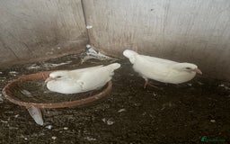 Pigeons birds for sale: White Logan pigeons  - Advert 2