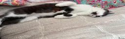 Mixed Breed cats for sale: Beautiful black-white male kitten, 3 months old in Minehead - Advert 8