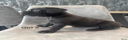 Cane Corso dogs for sale: Ready to collect Exceptional Cane Corso puppies   - Advert 11
