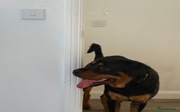 Rottweiler dogs for stud: Handsome Rottweiler Stud - West Midlands - Image 8