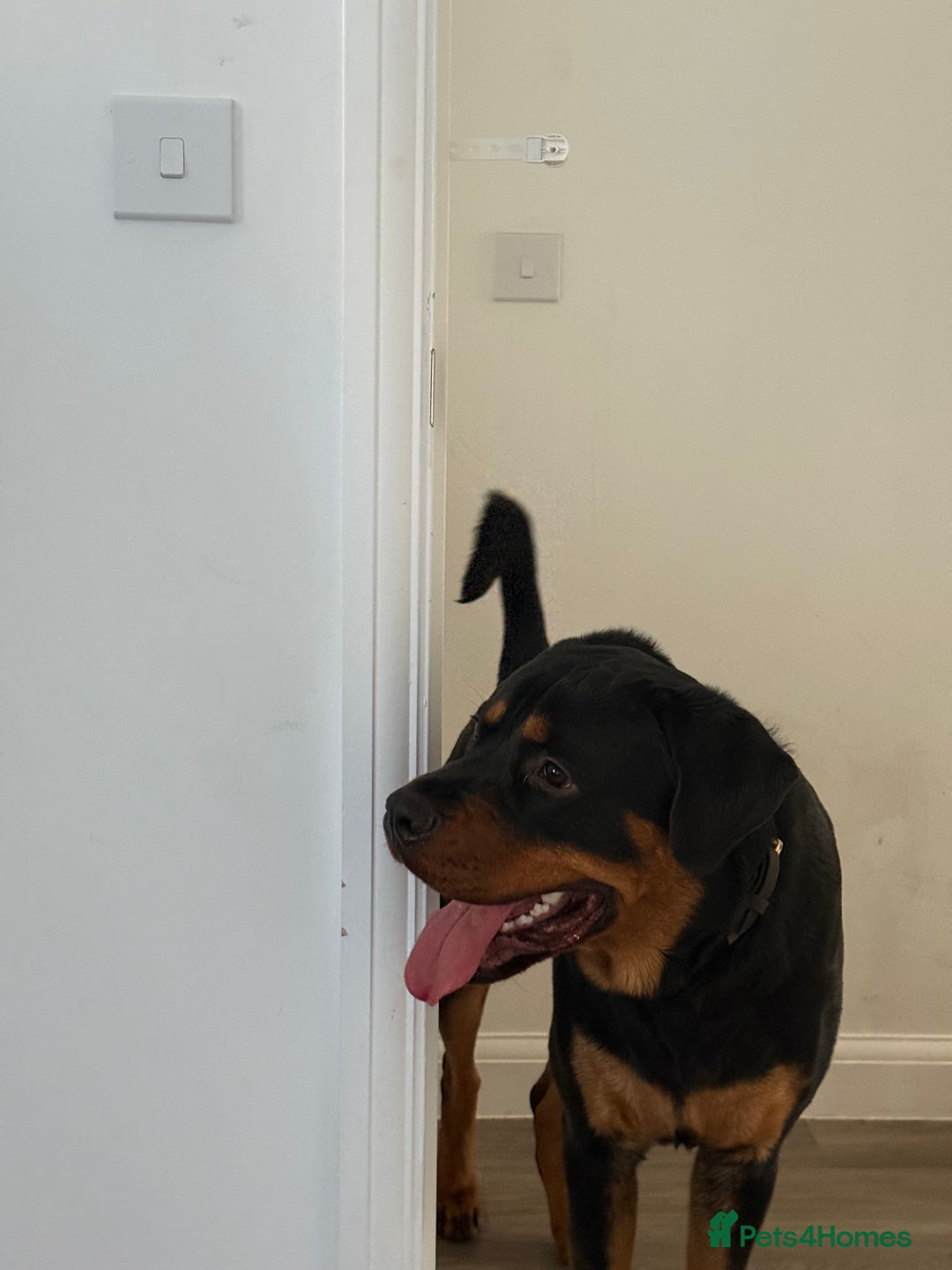 Rottweiler dogs for stud: Handsome Rottweiler Stud - West Midlands - Image 8