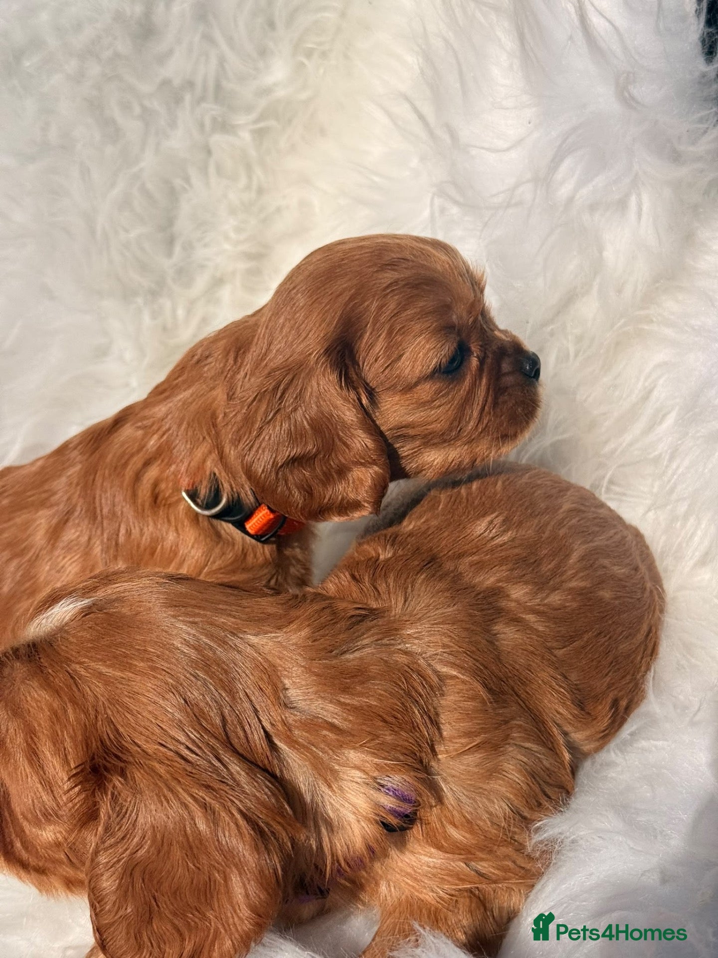 Cavalier King Charles Spaniel dogs ⭐️Gorgeous KC Chocolate Carrier Cavaliers⭐️ - Advert 2