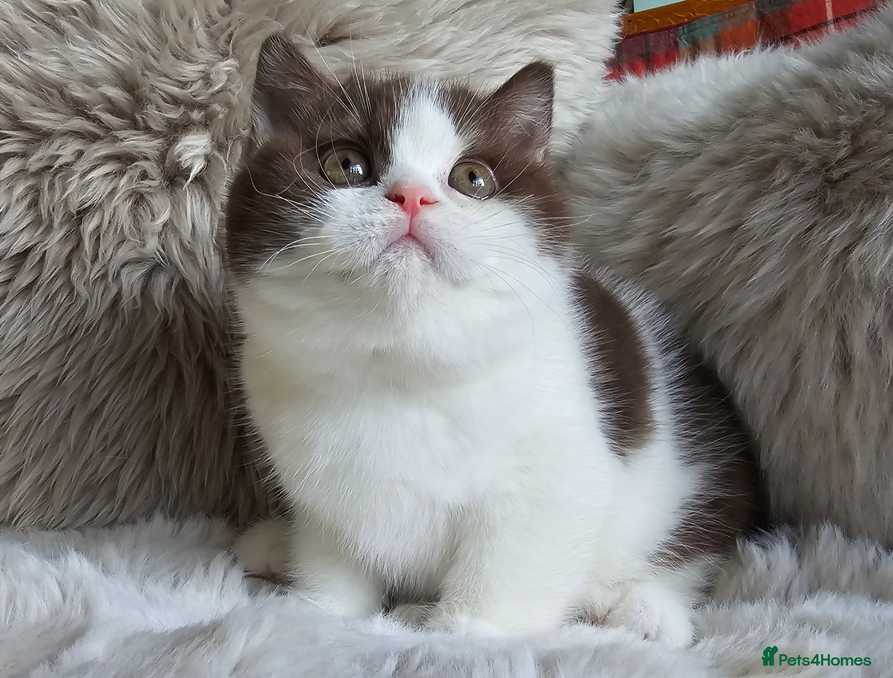 British Shorthair cats Stunning British Shorthair Kittens  - Advert 2