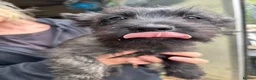 Cairn Terrier dogs for sale: SUNNYGLEN Cairn Terriers  - Advert 5