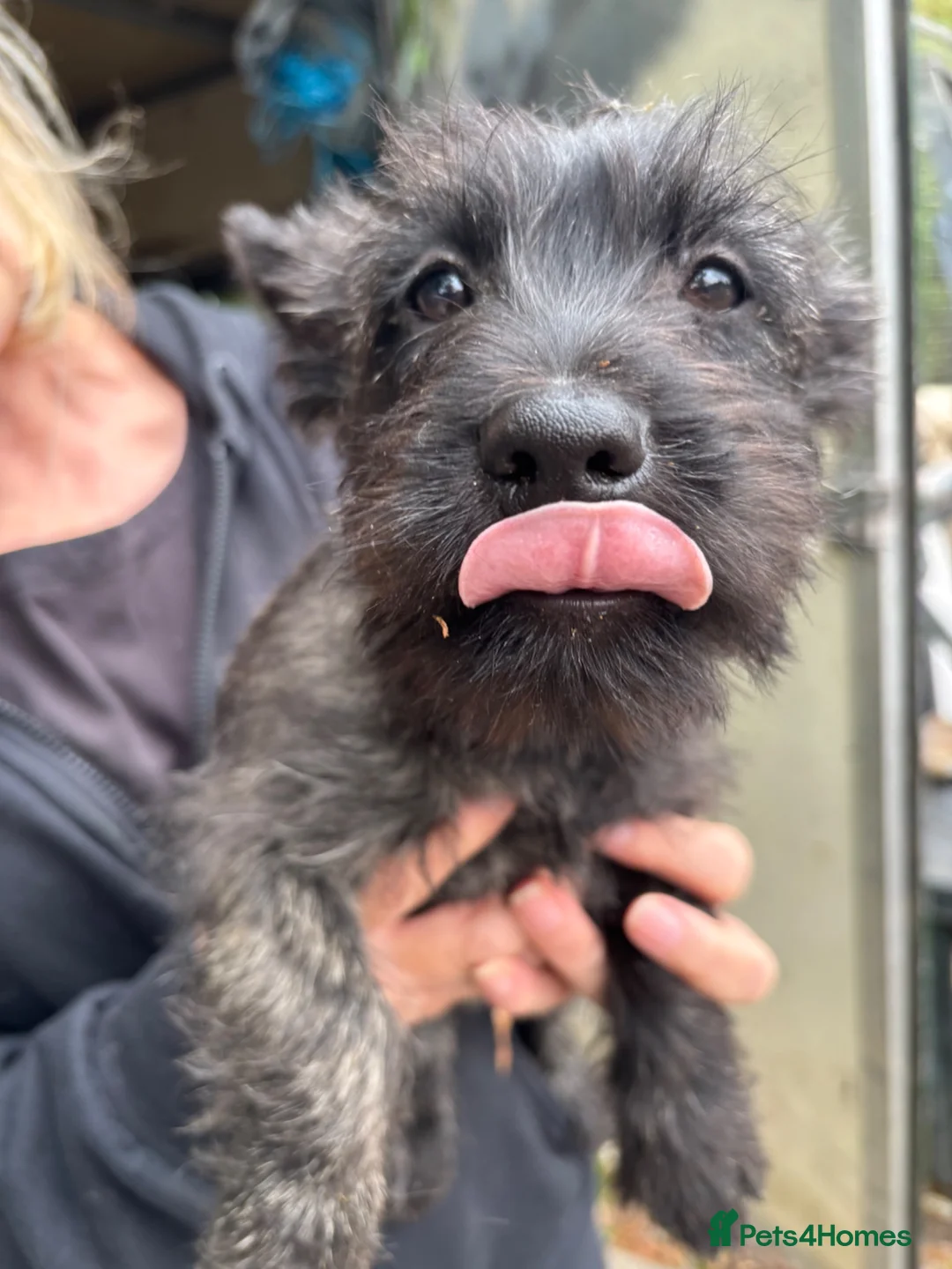 Cairn Terrier dogs for sale: SUNNYGLEN Cairn Terriers  - Advert 5