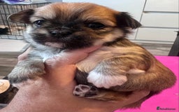 Mixed Breed dogs for sale: Tini Malchi puppies  - Image 22