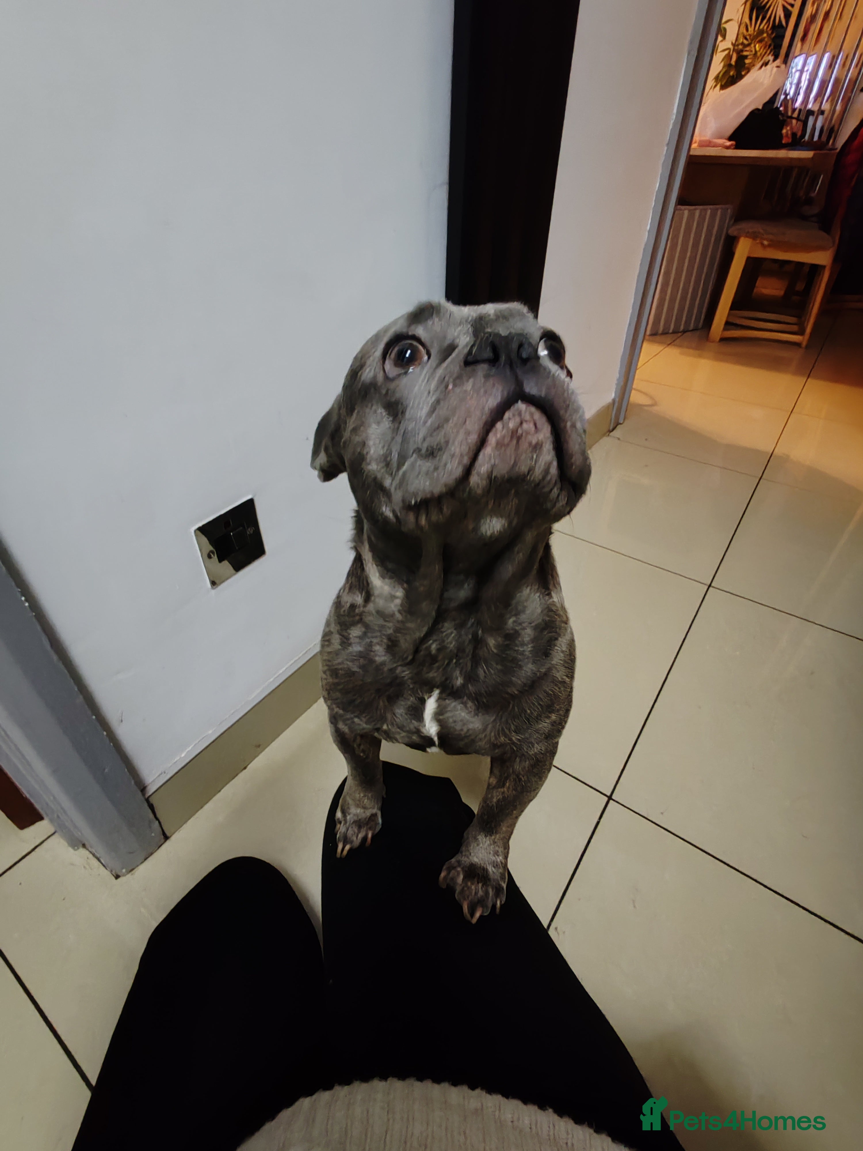 Mixed Breed dogs Diego - Needs a better home - Advert 13