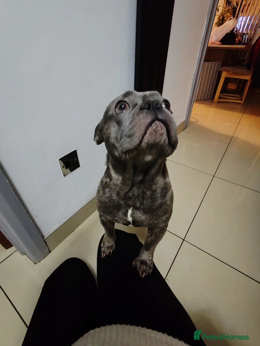 Mixed Breed dogs for sale: Diego - Needs a better home - Advert 1