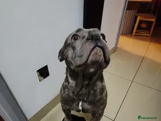 Mixed Breed dogs Diego - Needs a better home - Advert 13