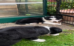 Border Collie dogs for sale: 🏡 Smart, Sweet Border Collie Pups Await You!" - Image 31
