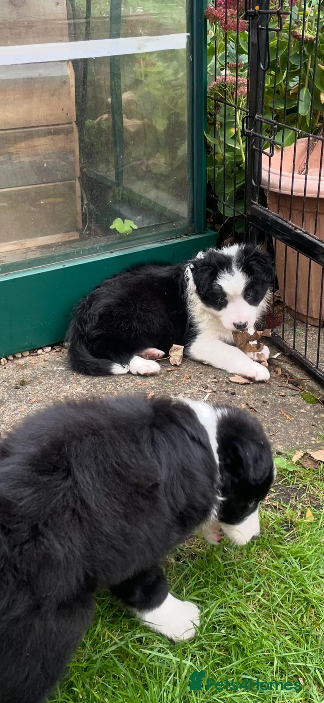 Border Collie dogs for sale: 🏡 Smart, Sweet Border Collie Pups Await You!" - Image 31