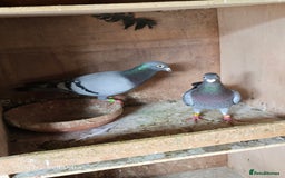 Pigeons birds for sale: Baby and adult racing Pigeons  - Image 13