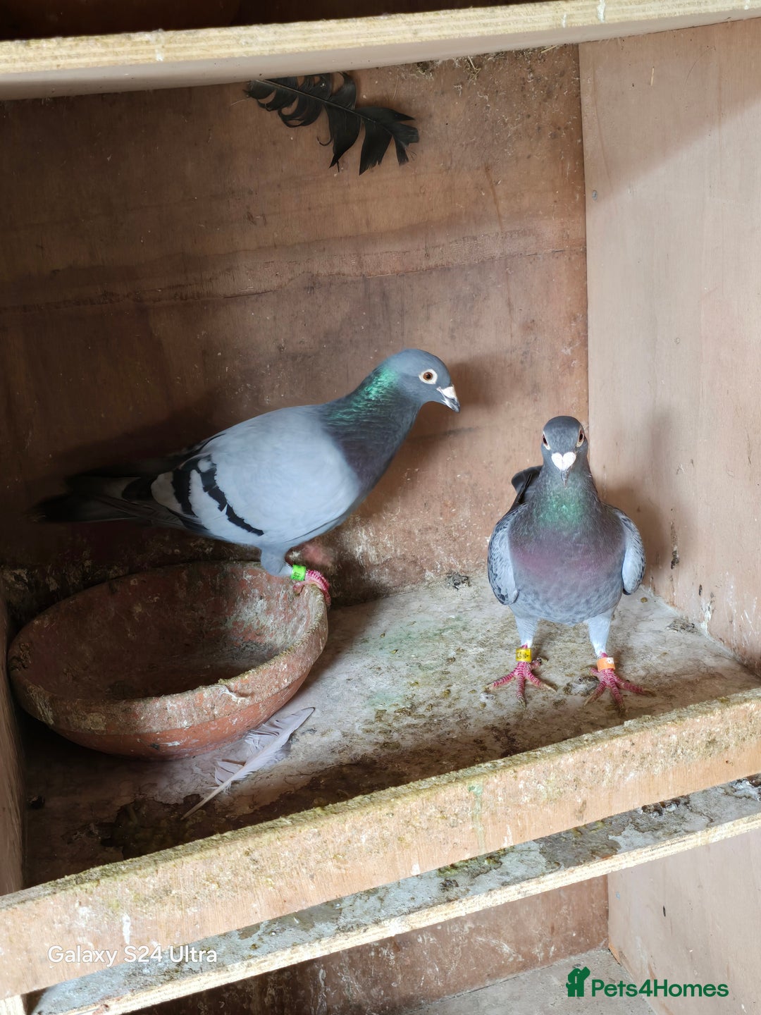 Pigeons birds for sale: Baby and adult racing Pigeons  - Image 13