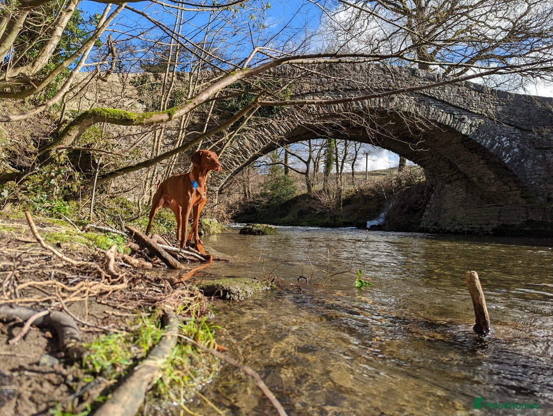 Hungarian Vizsla dogs for stud: PROVEN - REDBACK CHIEF UNDER GELTWOOD in Carlisle - Image 4