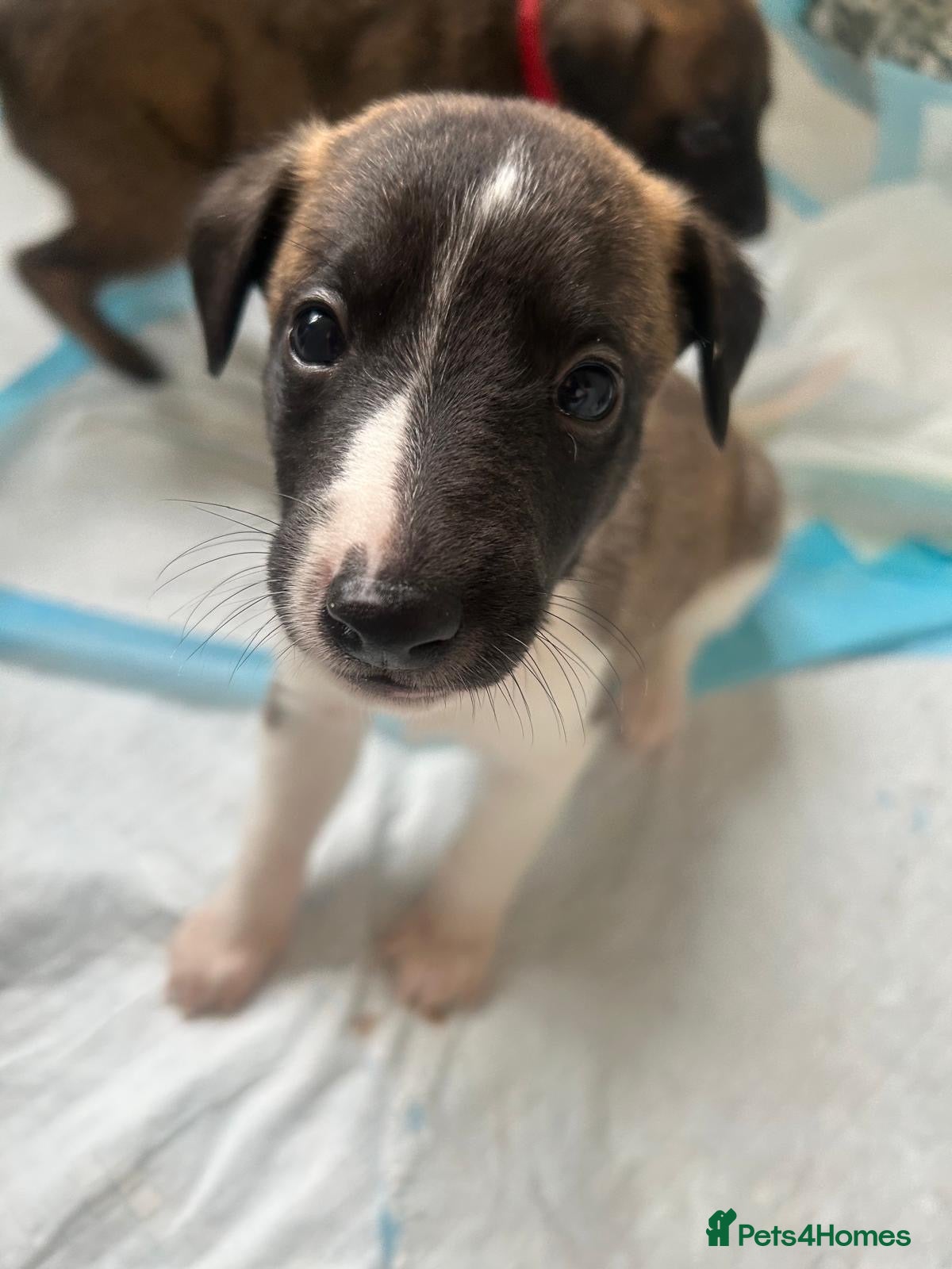 Whippet dogs Stunning pedigree whippet puppies  - Advert 1