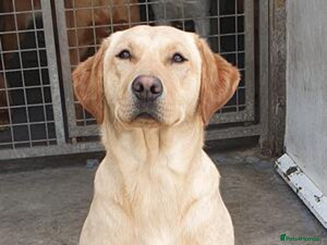 Labrador Retriever dogs for sale: Top quality KC registered labrador pups  - Image 17