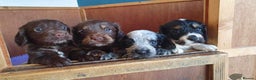 Cocker Spaniel dogs for stud: Health tested blue roan cocker spaniel at Stud in Kingussie - Advert 5