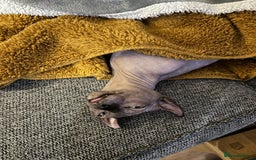 Sphynx cats for sale: margot is 2.5 years old looking for loving home.  - Advert 5