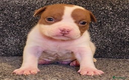 American Bully dogs for sale: Quality pocket/micro bully pups  - Advert 1