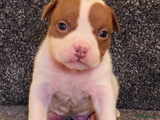 American Bully dogs - Advert 6