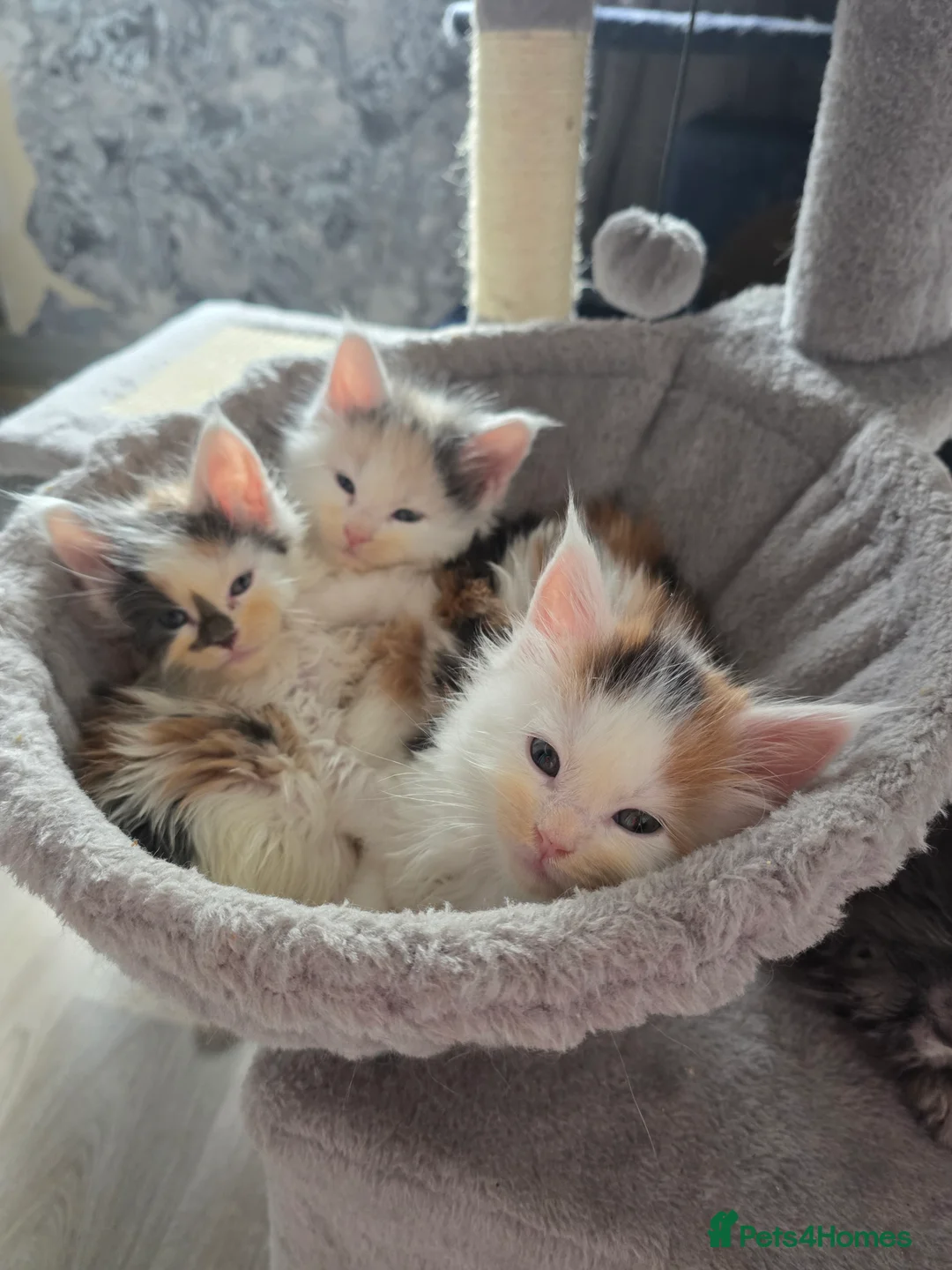 Maine Coon cats for sale: STUNNING MAINE COON KITTENS  - Advert 3