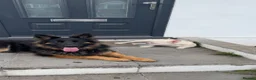 German Shepherd dogs for sale: Looking for new house - Advert 7