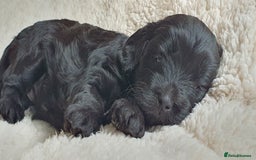 Australian Labradoodle dogs for sale: Health-tested Australian Labradoodle puppies - Image 21