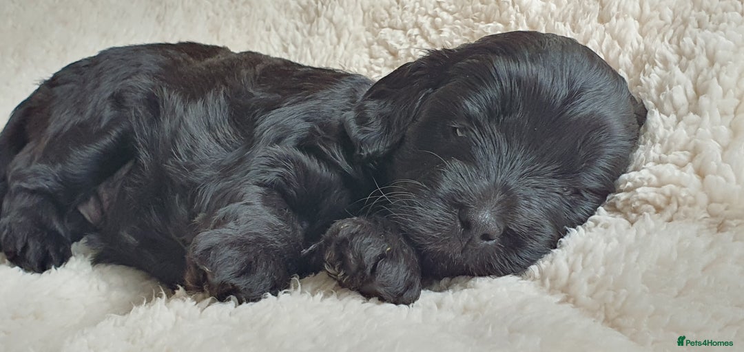 Australian Labradoodle dogs for sale: Health-tested Australian Labradoodle puppies - Image 21