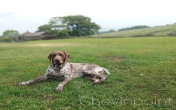 German Shorthaired Pointer dogs for stud: German Shorthaired Pointer at stud. in Skipton - Image 2