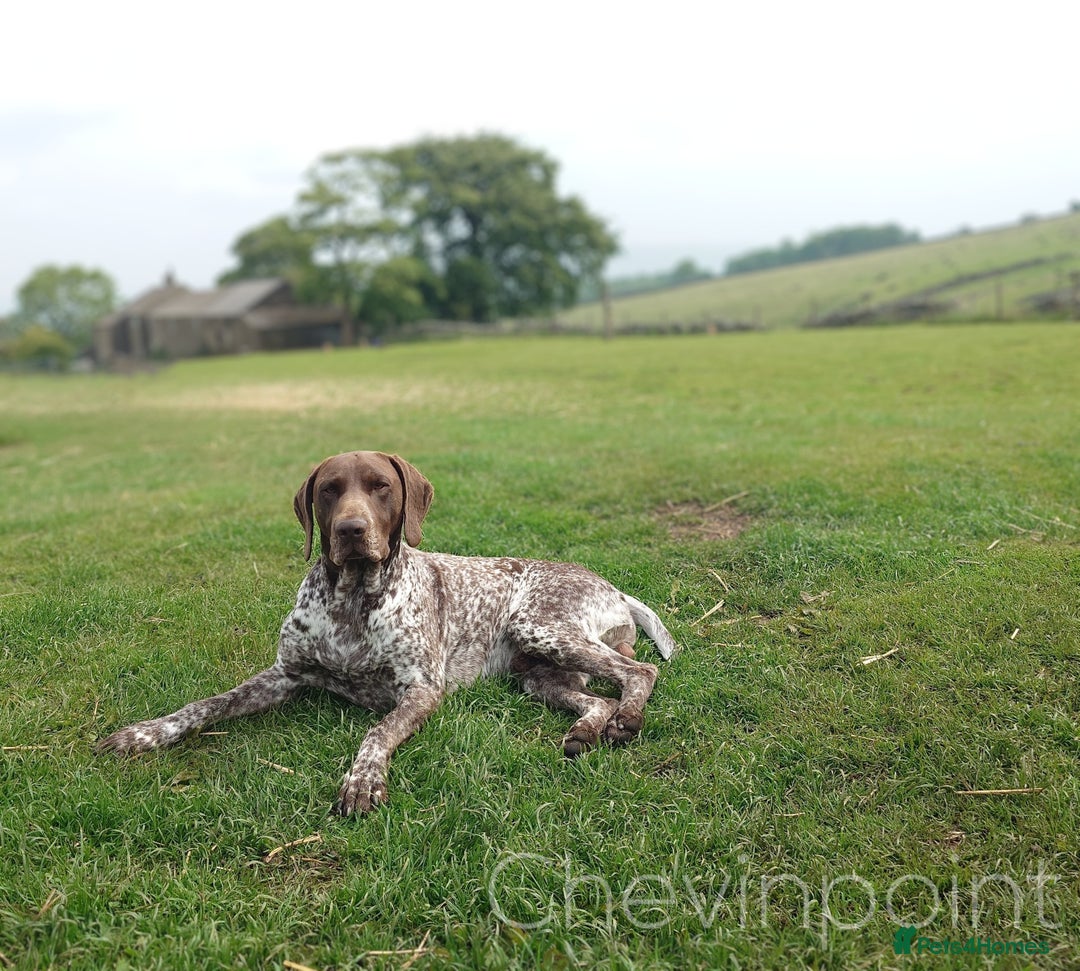 German Shorthaired Pointer dogs for stud: German Shorthaired Pointer at stud. in Skipton - Image 2