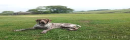 German Shorthaired Pointer dogs for stud: German Shorthaired Pointer at stud. in Skipton - Advert 4