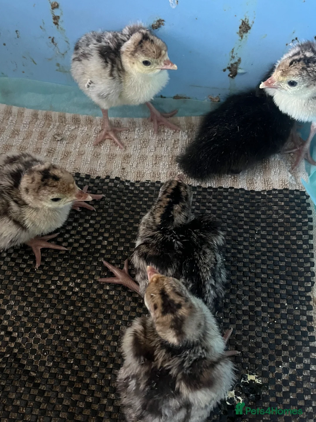 Turkeys poultry for sale: Day Old Bronze Turkey Poults - Advert 2