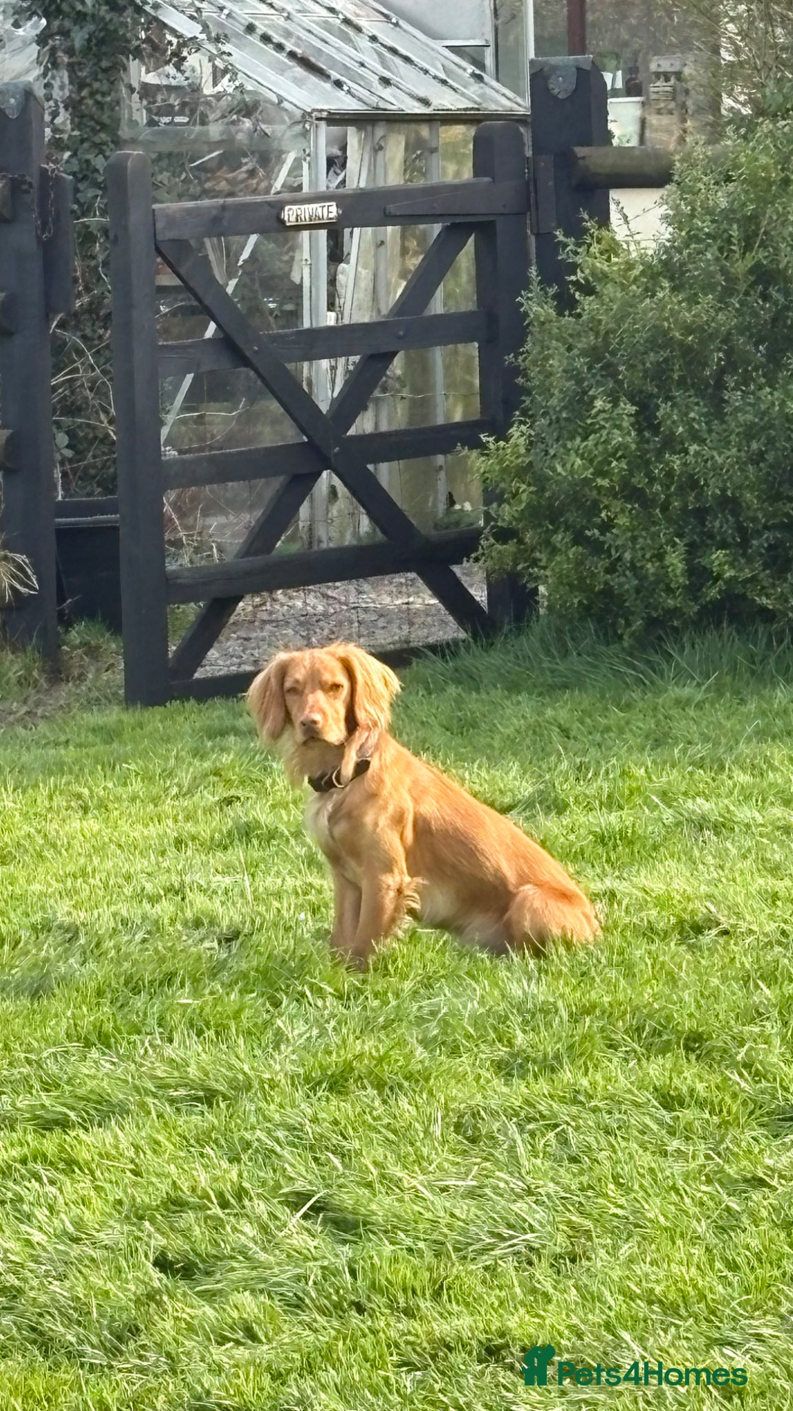 Cocker Spaniel dogs Cocker Ralph 14 months old - Advert 1