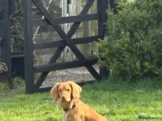 Cocker Spaniel dogs Cocker Ralph 14 months old - Advert 1